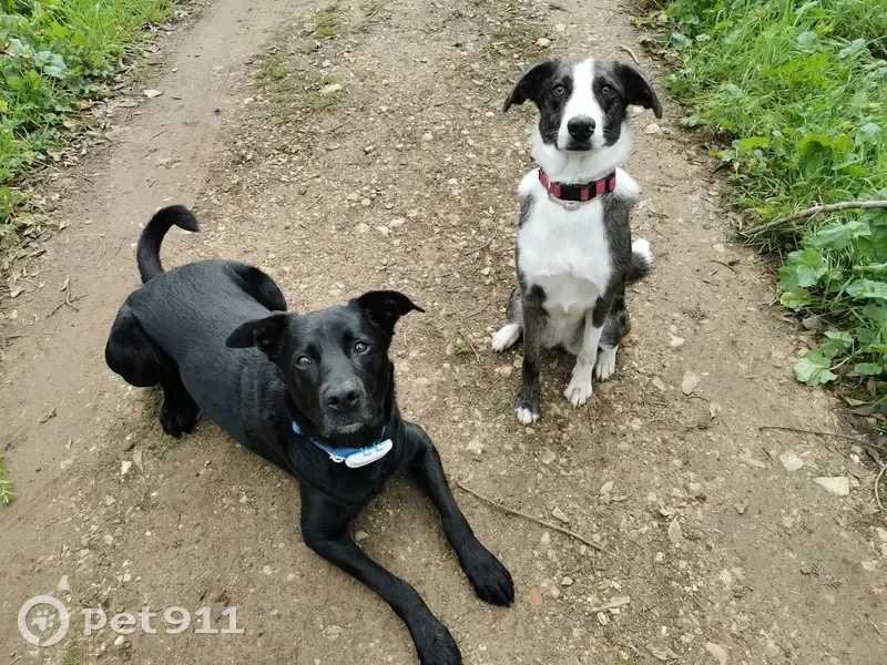 Chien et chienne perdus à Nîmes, appelez-nous - photo