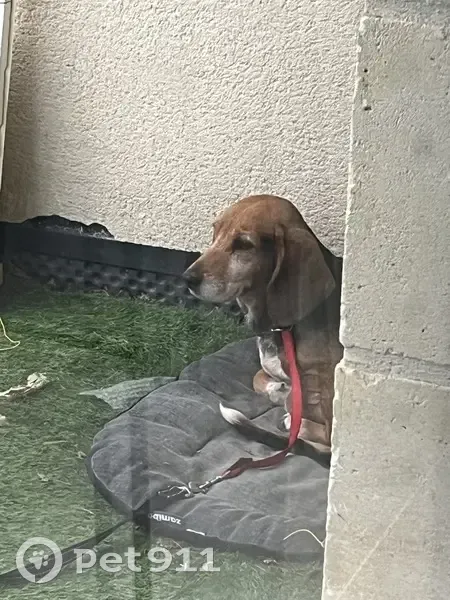 Chien femelle tricolore trouvé à St-Maclou - photo
