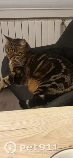 Chat perdu Rue du Dr Sabaterie, 8, Arlanc - photo