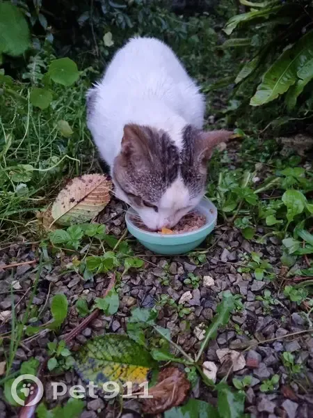Chat européen trouvé, queue tigrée, affamé - photo