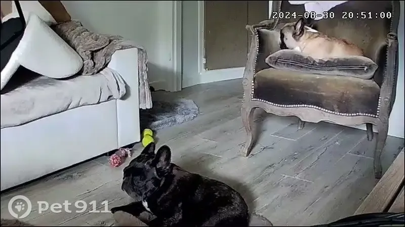 Chien Bouledogue français perdu à Neuilly - photo