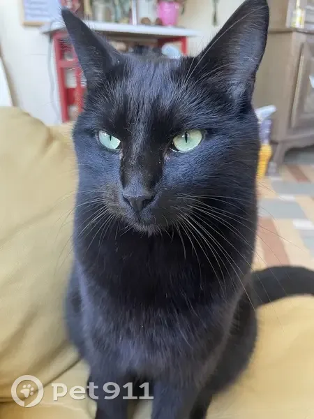 Chat noir disparu à Rânes, répond à James - photo