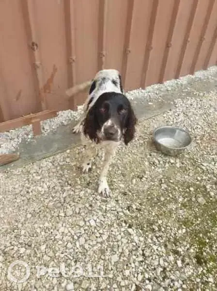 Chienne Épagneul blanche/marron trouvée à Thil - photo