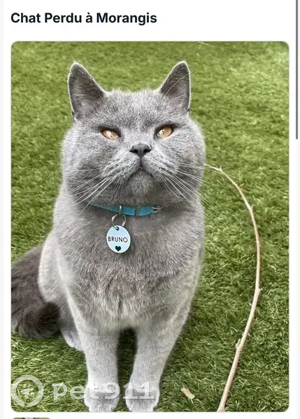 Chat perdu à Morangis, contactez 0666903822 - photo
