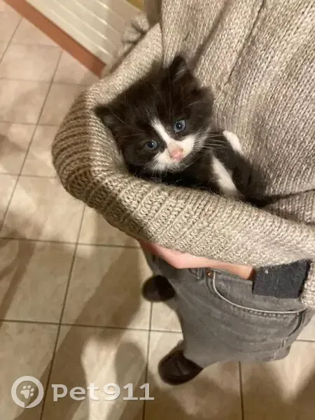 Chaton trouvé sous une voiture à Cormery - photo
