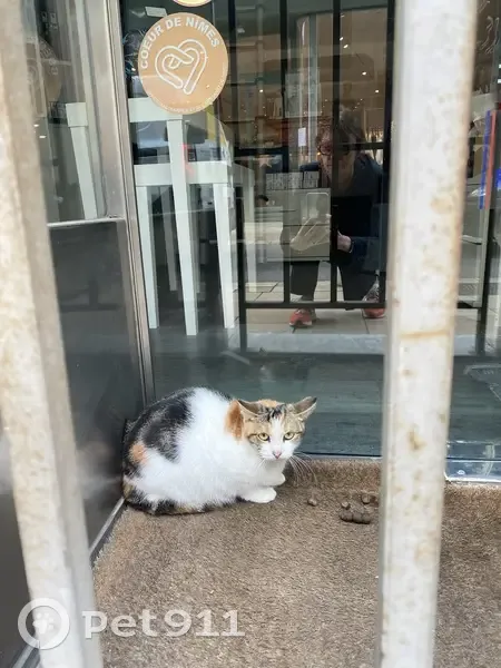 Chat tricolore craintif trouvé à Nîmes - photo