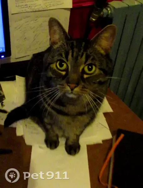 Chat Tigré 13 ans disparu à Bondy - photo