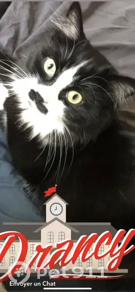 Chat Angora noir et blanc perdu à Drancy - photo