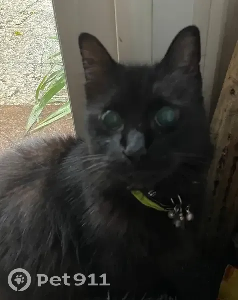 Chat noir-roux disparu, 16 ans, aveugle - photo