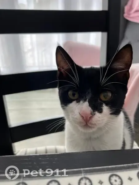 Chat noir et blanc trouvé à Antony - photo