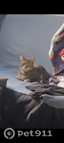 Chat mâle castré perdu, Rue Gustave Jover - photo