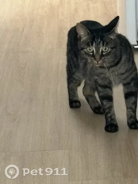 Chatte Tigre trouvée sur toit à Carvin - photo