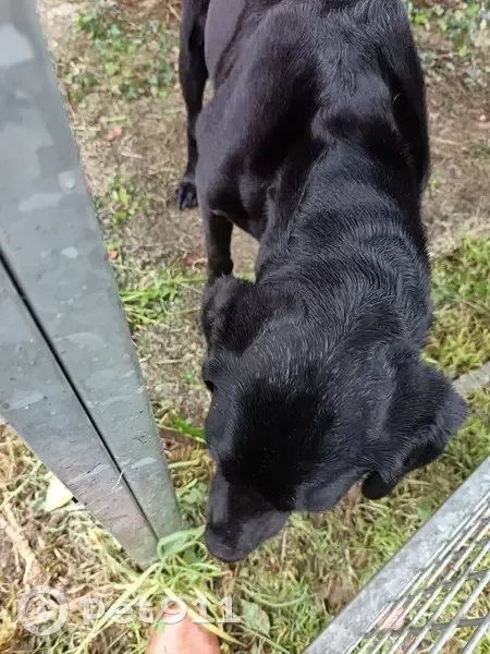 Chienne labrador croisée trouvée à Saint-Ovin - photo
