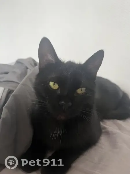 Chat noir perdu à Schiltigheim - photo
