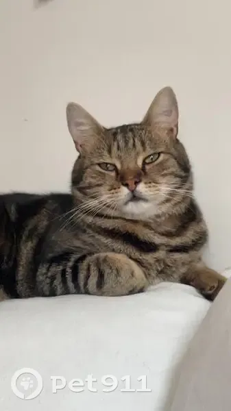 Chat Mâle Européen 3 Ans Perdu à Villeparisis - photo