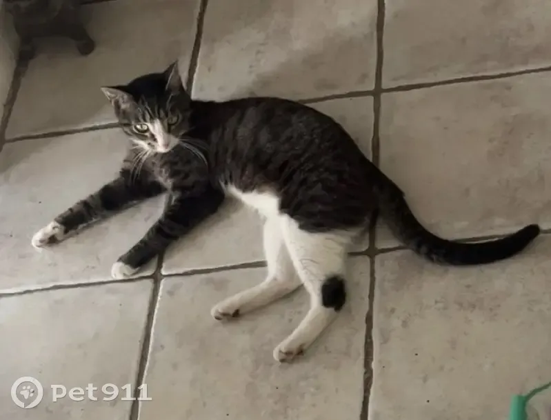 Chat perdu à Cergy : Tigrou, tache noire patte arrière - photo