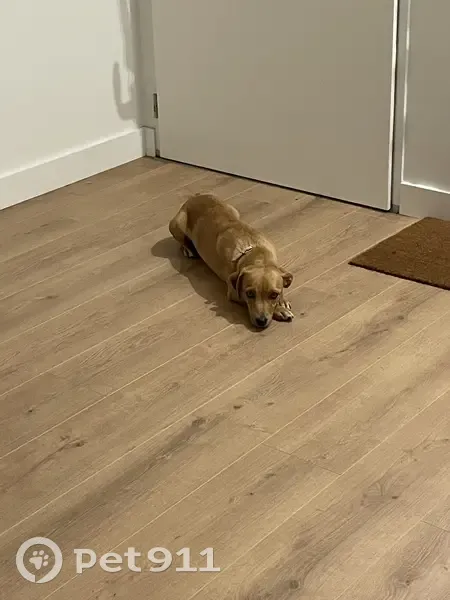 Chien trouvé, Chemin des Grandes Vierres 43 - photo