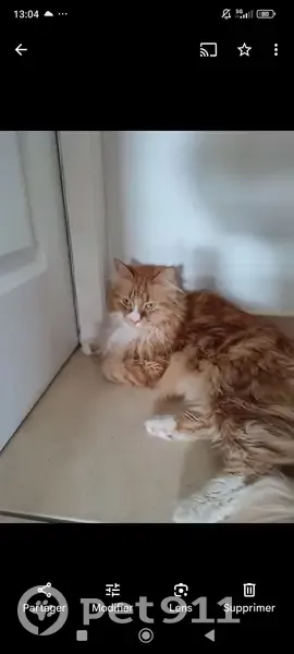 Chat roux et blanc perdu à Montpellier - photo