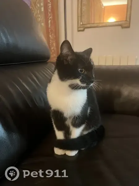 Chaton trouvé rue Marcel Decarris, Plaisir - photo