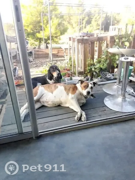 Deux chiens disparus à Espira-de-l'Agly - photo