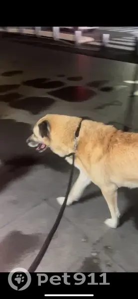 Kangal trouvé sans collier à Bobigny - photo