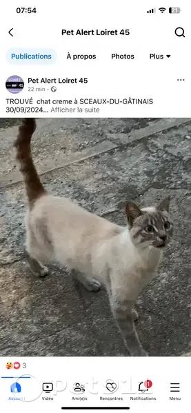 Chat mâle crème trouvé à Sceaux-du-Gâtinais - photo