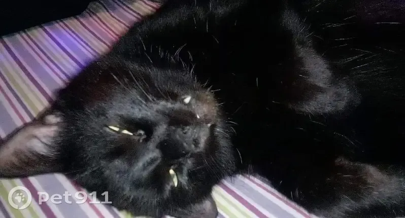 Chat noir castré disparu à Sorel-Tracy - photo