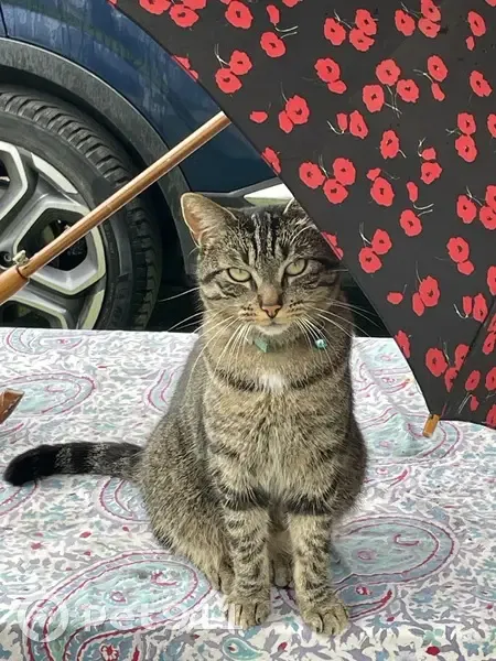 Chatte tigrée perdue à Cerny, Aérodrome - photo
