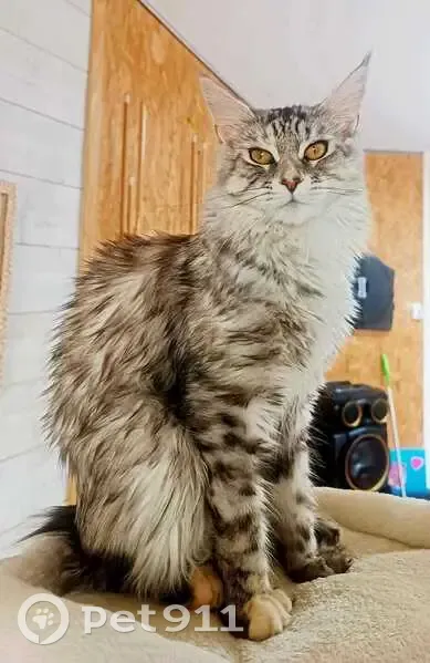 Chatte Maine Coon grise/blanche perdue à Neuville - photo
