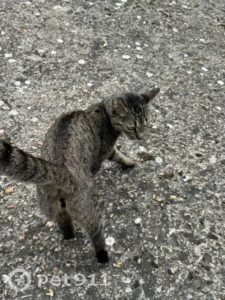 Chat tigré maigre et gentil trouvé à Bobigny - photo