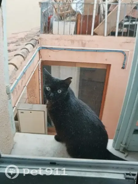 Chat disparu à Cannes, 23 sept, oreille rongée - photo