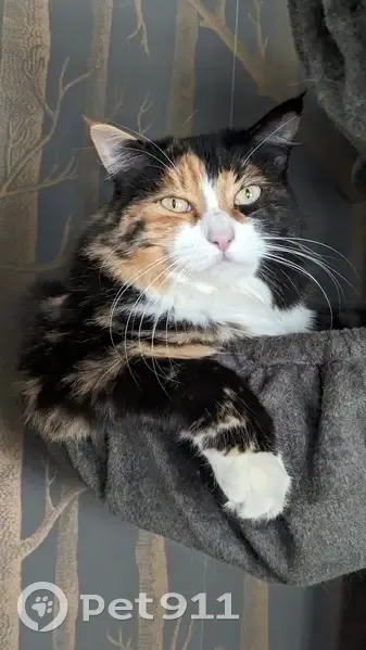 Chatte tricolore disparue à Lempdes - photo