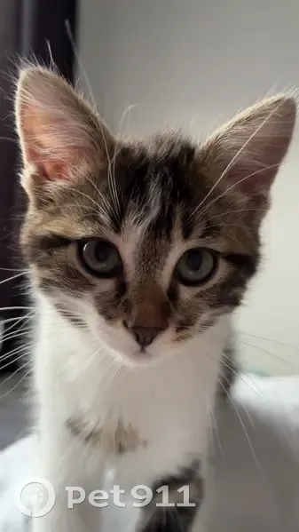 Petit chat de 8 mois disparu à Cannes - photo