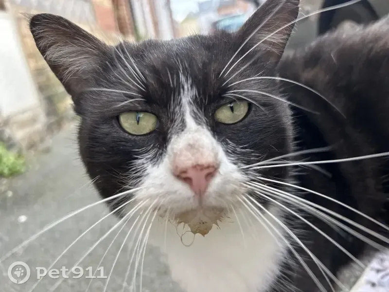 Chat mâle noir et blanc trouvé, Rue Diderot, 46 - photo