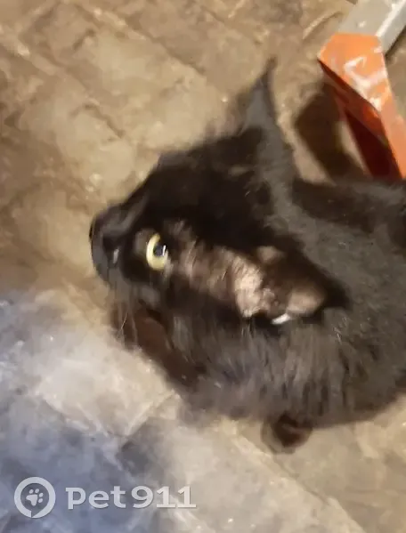 Chat noir trouvé dans cave, Rue Ampère 24 - photo