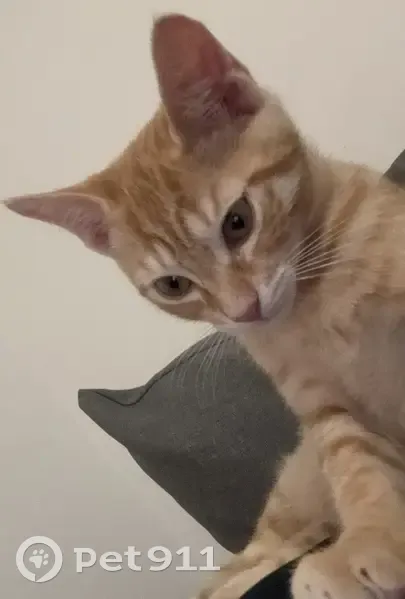 Chat perdu avec collier jaune à Dugny - photo