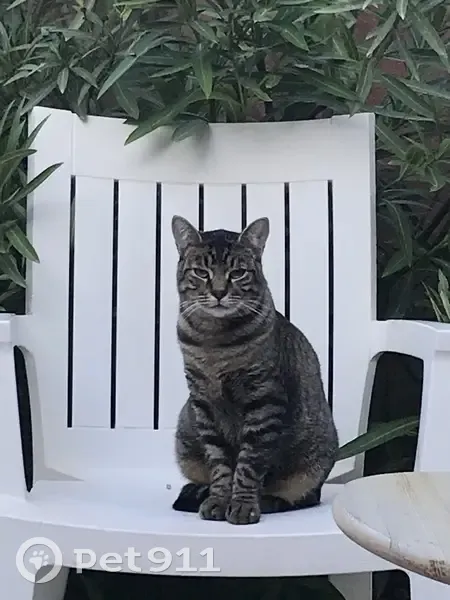 Chat tigré marron/noir disparu à Gruissan - photo