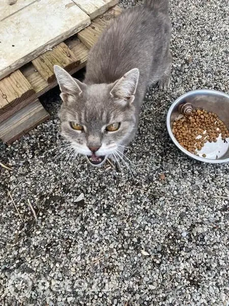 Chat trouvé, Allée des Grands Bois, Mison - photo