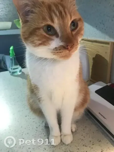Chat perdu : Simba, rue du Champ Dallon - photo