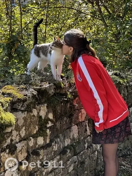 Chatte grise Joy disparue à Salins-les-Bains - photo