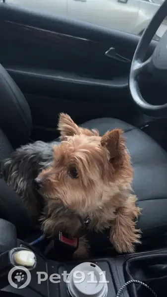 Chien trouvé avec laisse à Saint-Nazaire - photo