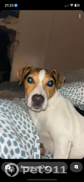 Chien perdu : petite jack russel craintive - photo
