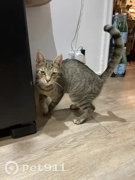 Chat trouvé à Ajaccio, Corse - photo