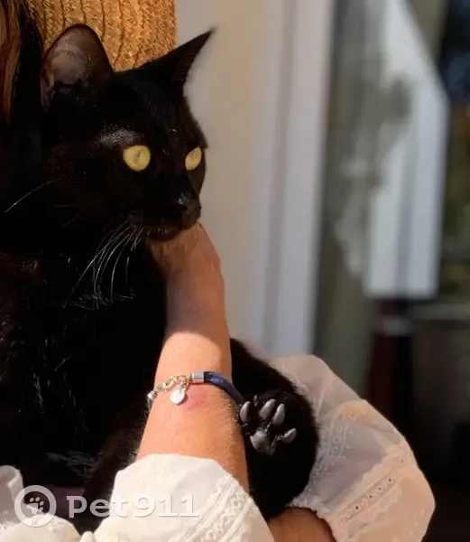 Jeune chatte noire trouvée à Crolles - photo
