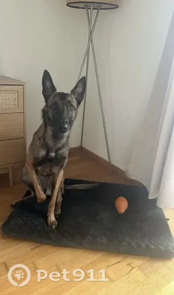 Berger Belge Malinois perdu à Neuvecelle - photo