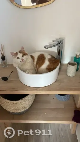 Chat blanc et roux perdu à Marseille - photo
