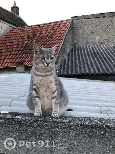 Chat mâle gris disparu à Vert-le-Petit - photo