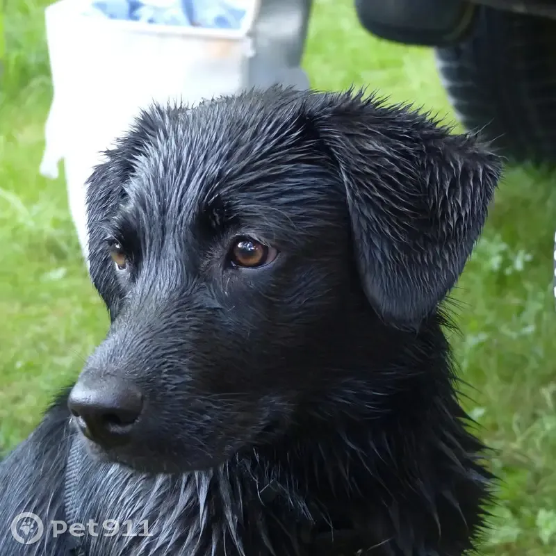 Chienne noire perdue à Baden, récompense offerte - photo