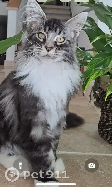 Chat disparu à Alixan, chemin des Vernes - photo