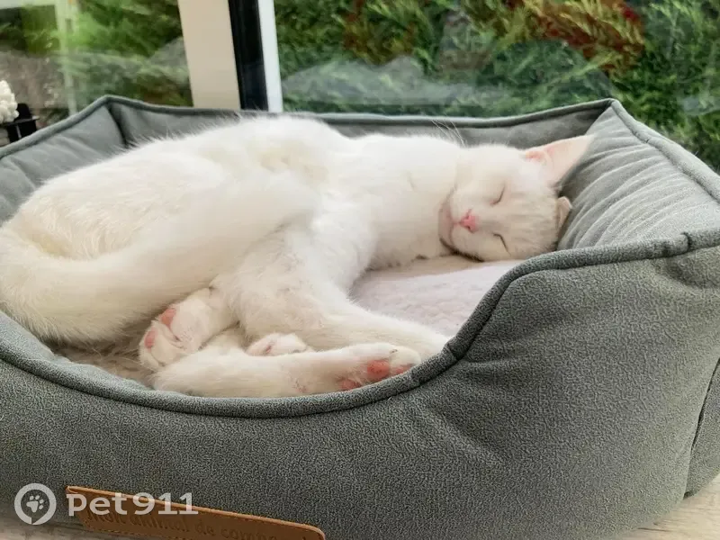 Chat craintif blanc aux yeux bleus perdu Rue Liberté - photo